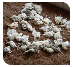 Mortality in a batch of chicks - first week after hatching